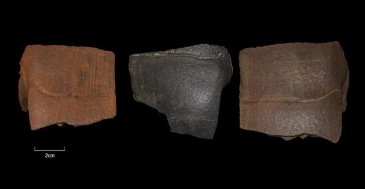 Turtle shells unearthed in Germany hint at ancient 'living tins' during Ice Age