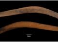 Study of a unique Australian boomerang bridges Indigenous knowledge and archaeology