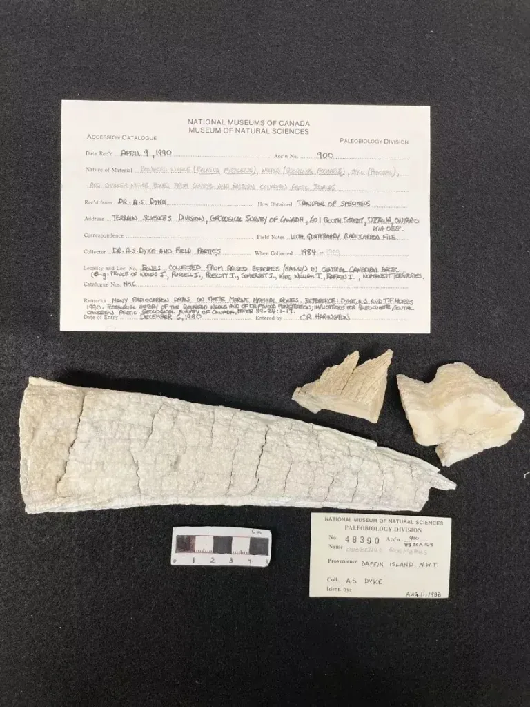 Medieval walrus ivory and DNA hint at Viking trade with Indigenous Americans centuries before Columbus