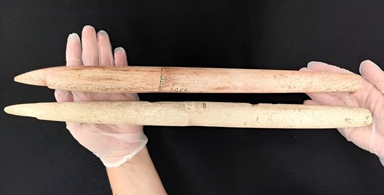 5,000-year-old whale harpoons reveal Indigenous people in Brazil hunted whales a millennium earlier than thought