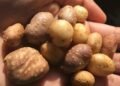 Wild potato may reshape the agricultural story in the American Southwest