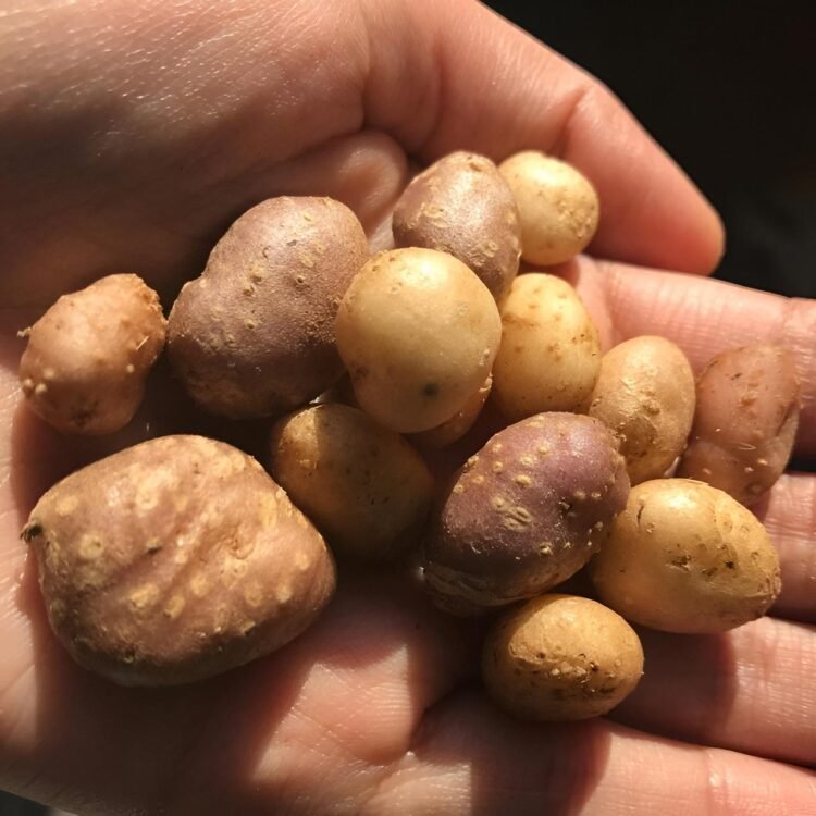 Wild potato may reshape the agricultural story in the American Southwest